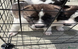 Akita dogs for sale: Akita pups Ready to leave 1st August  in Runcorn - Image 31