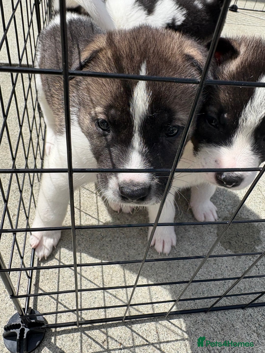Akita dogs for sale: Akita pups Ready to leave 1st August  in Runcorn - Image 31