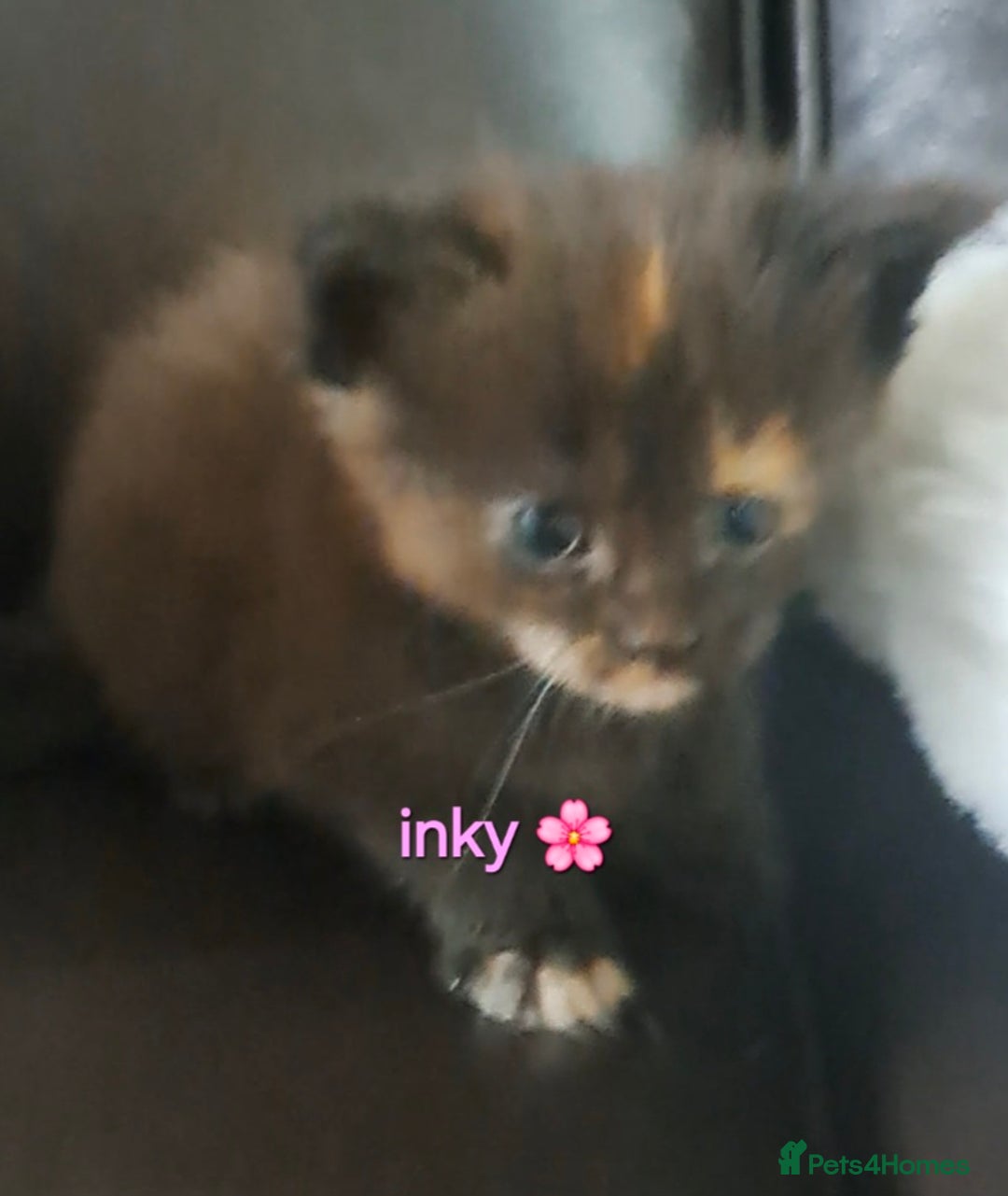 Maine Coon cats for sale: Pedigree maine coon kittens - Advert 13