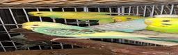 Budgerigars birds for sale: Mixed Budgies 6-12months male and frmale - Advert 10