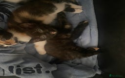 British Shorthair cats for sale: 4 little sweethearts - Image 11