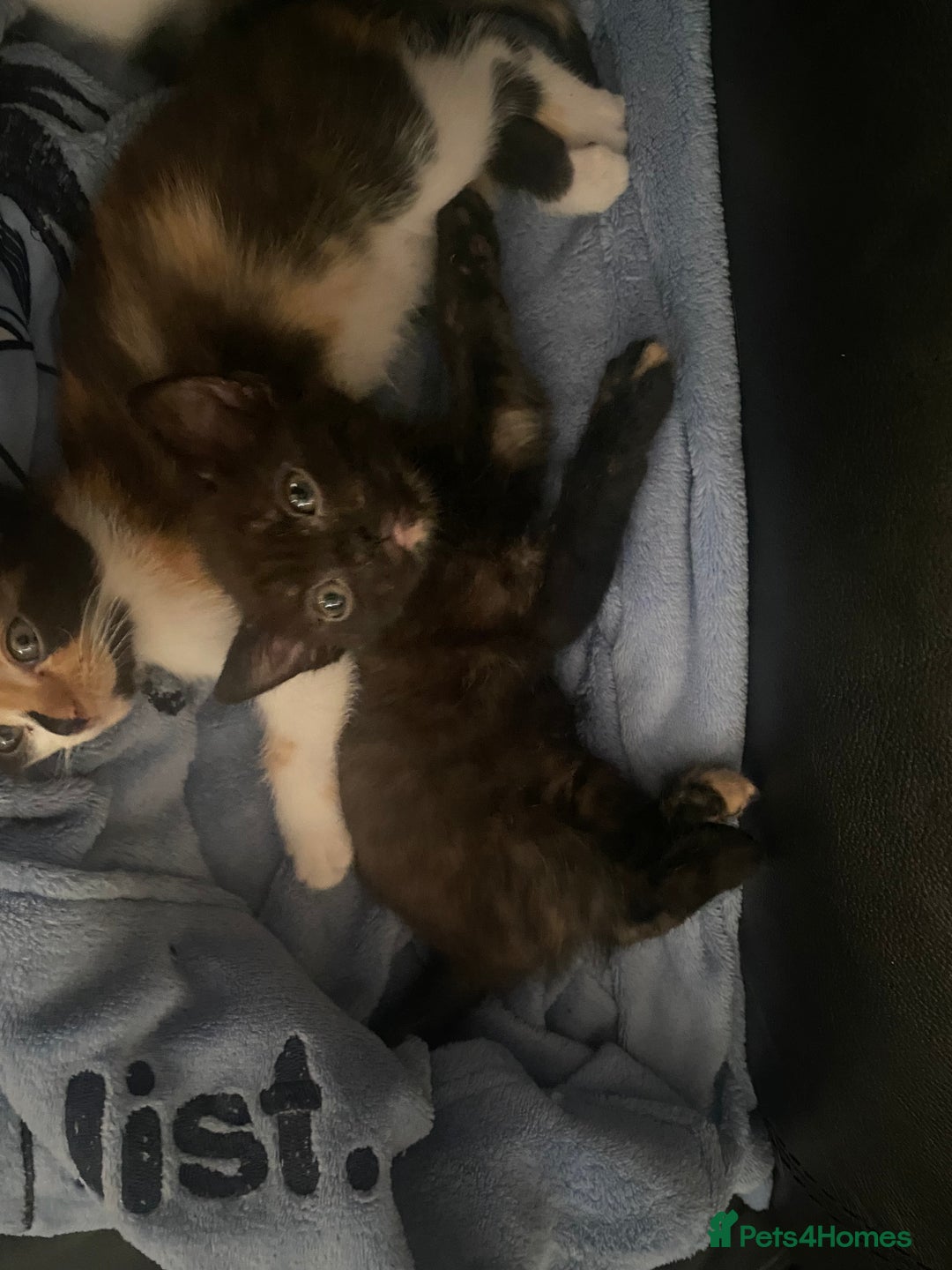 British Shorthair cats for sale: 4 little sweethearts - Image 11