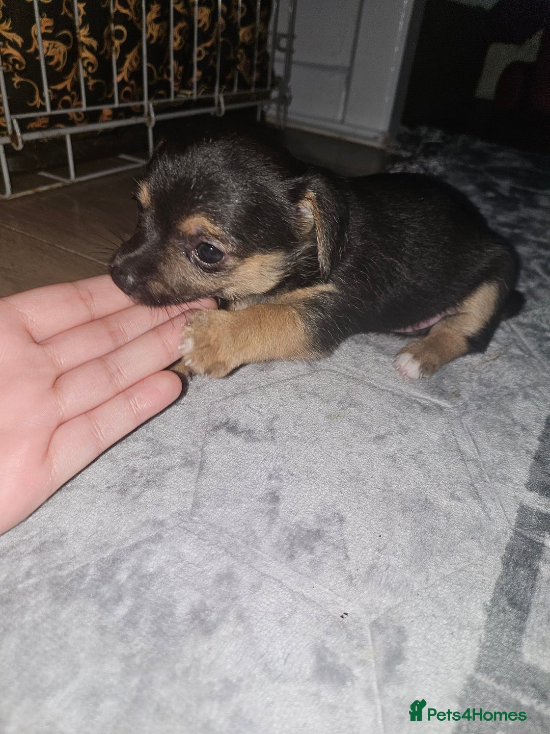 Mixed Breed dogs for sale: Puppy for sale - Advert 6