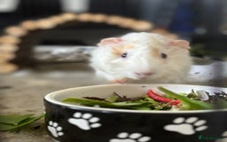 Guinea Pig rodents for sale: Guinea Pigs  - Image 4