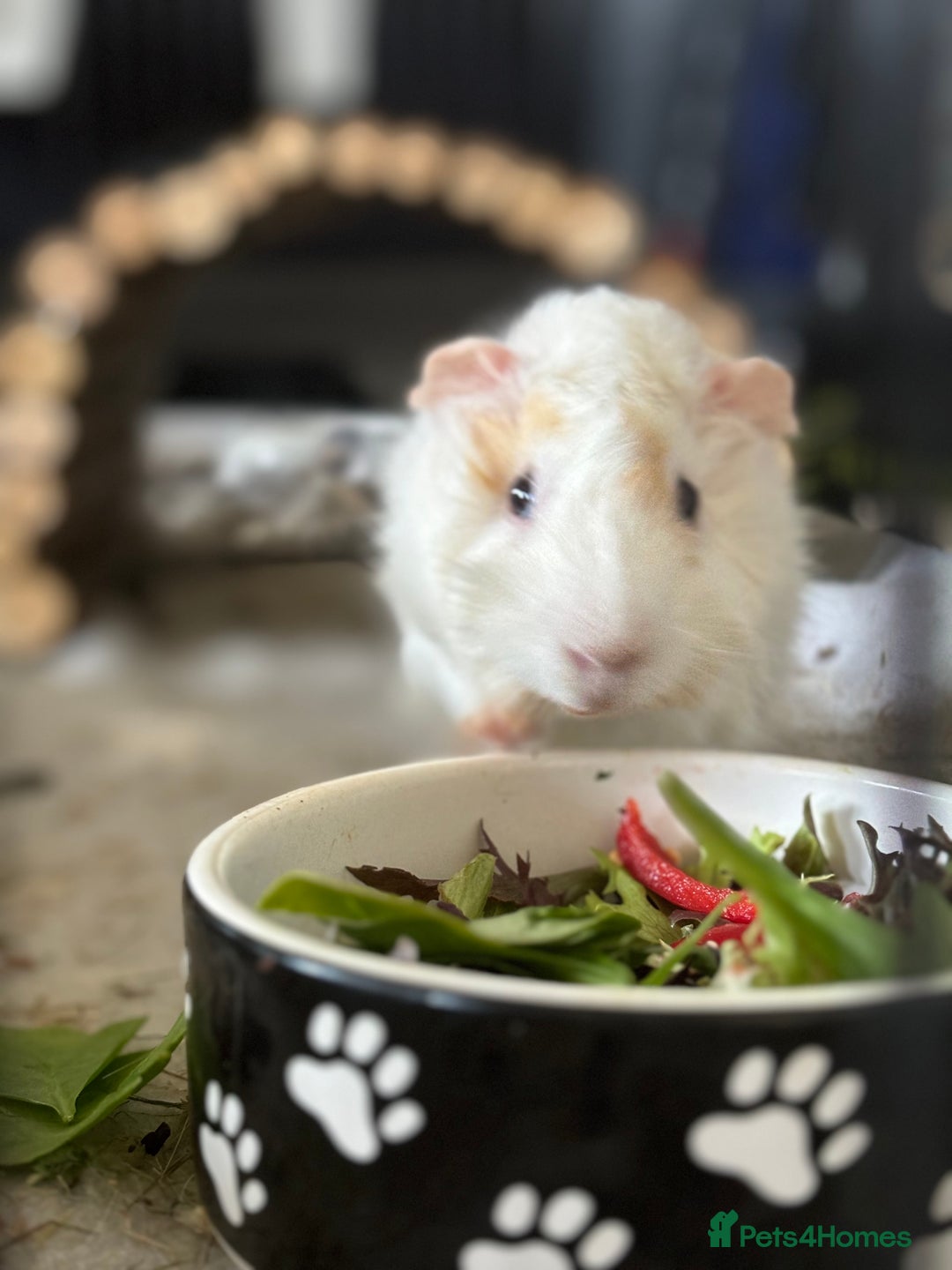 Guinea Pig rodents for sale: Guinea Pigs  - Image 4