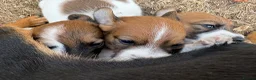 Jack Russell dogs for sale: Delightful Miniature Jack Russell Pups - Advert 11