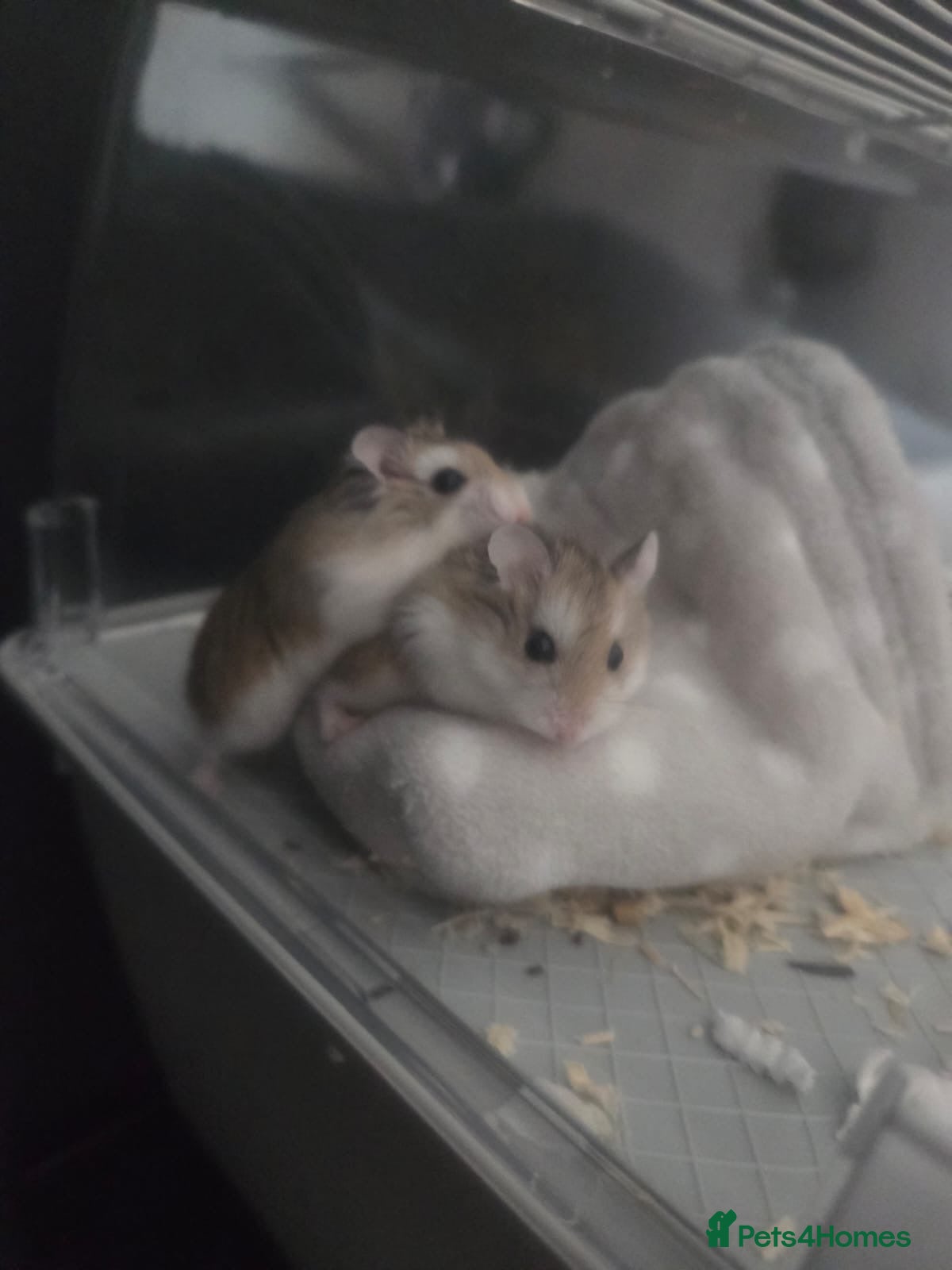 Hamster rodents Winnie & bear- 2 dwarf hamsters  - Advert 7