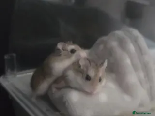 Hamster rodents Winnie & bear- 2 dwarf hamsters - Advert 7