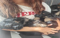 German Shepherd dogs for sale: KC GSD Puppies – Champion Bloodline Pairing - Image 9