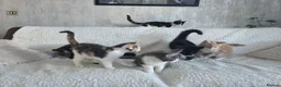 Maine Coon cats for sale: Maine Coon X Kittens in Bolton - Advert 9
