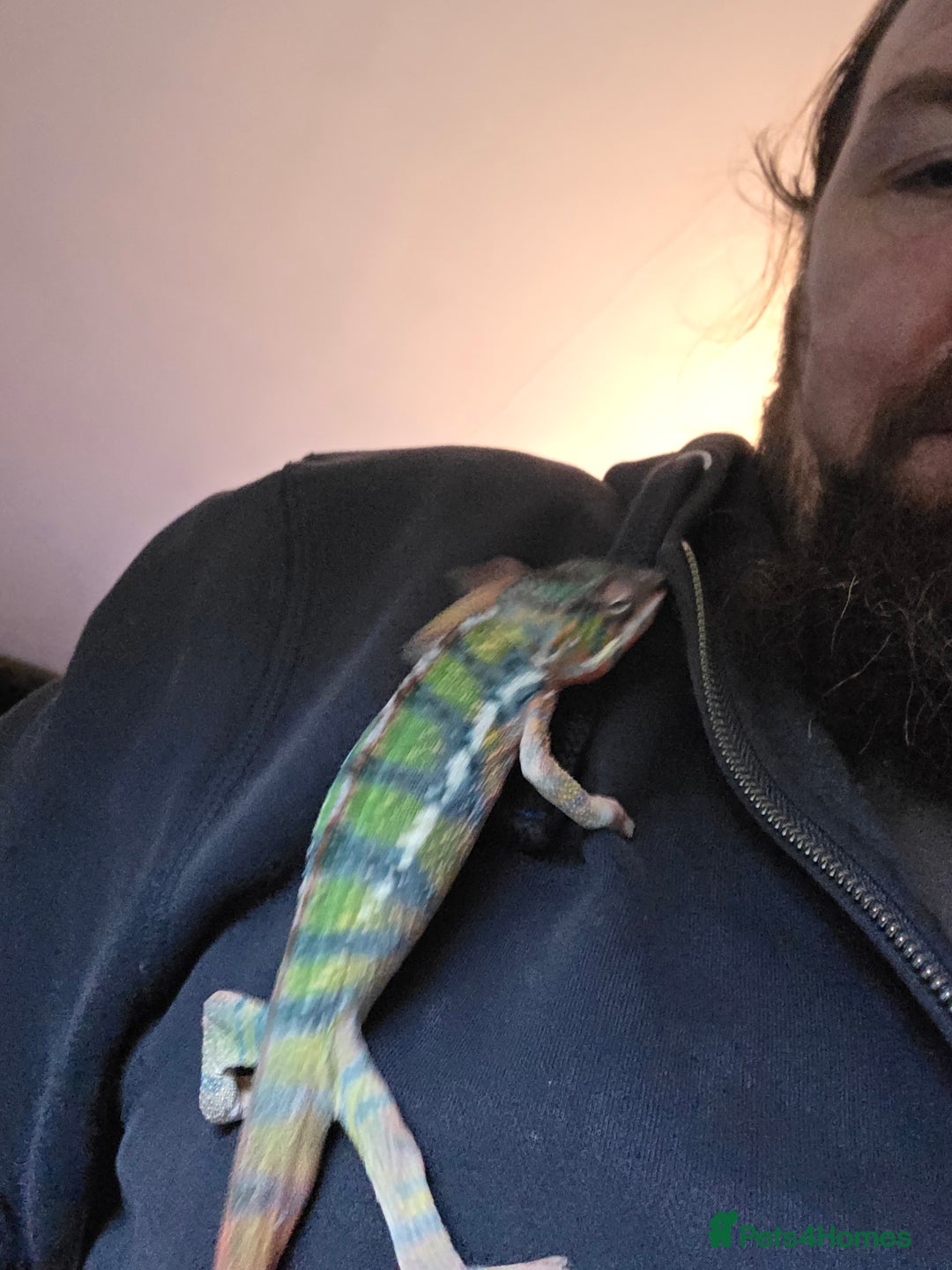 Chameleon reptiles for sale: Panther chameleon with full setup  - Advert 8