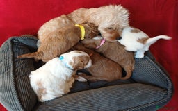 Cavapoo dogs for sale: F2 Cavapoo, Dog breeding license - Advert 14