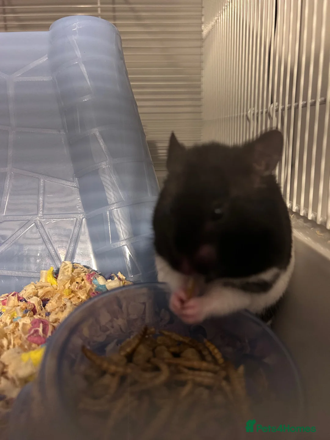 Hamster rodents for sale: Male Syrian Hamster  - Advert 2