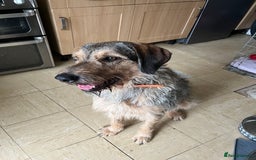 Mixed Breed dogs for sale: Looking for 5⭐️ home  - Image 4