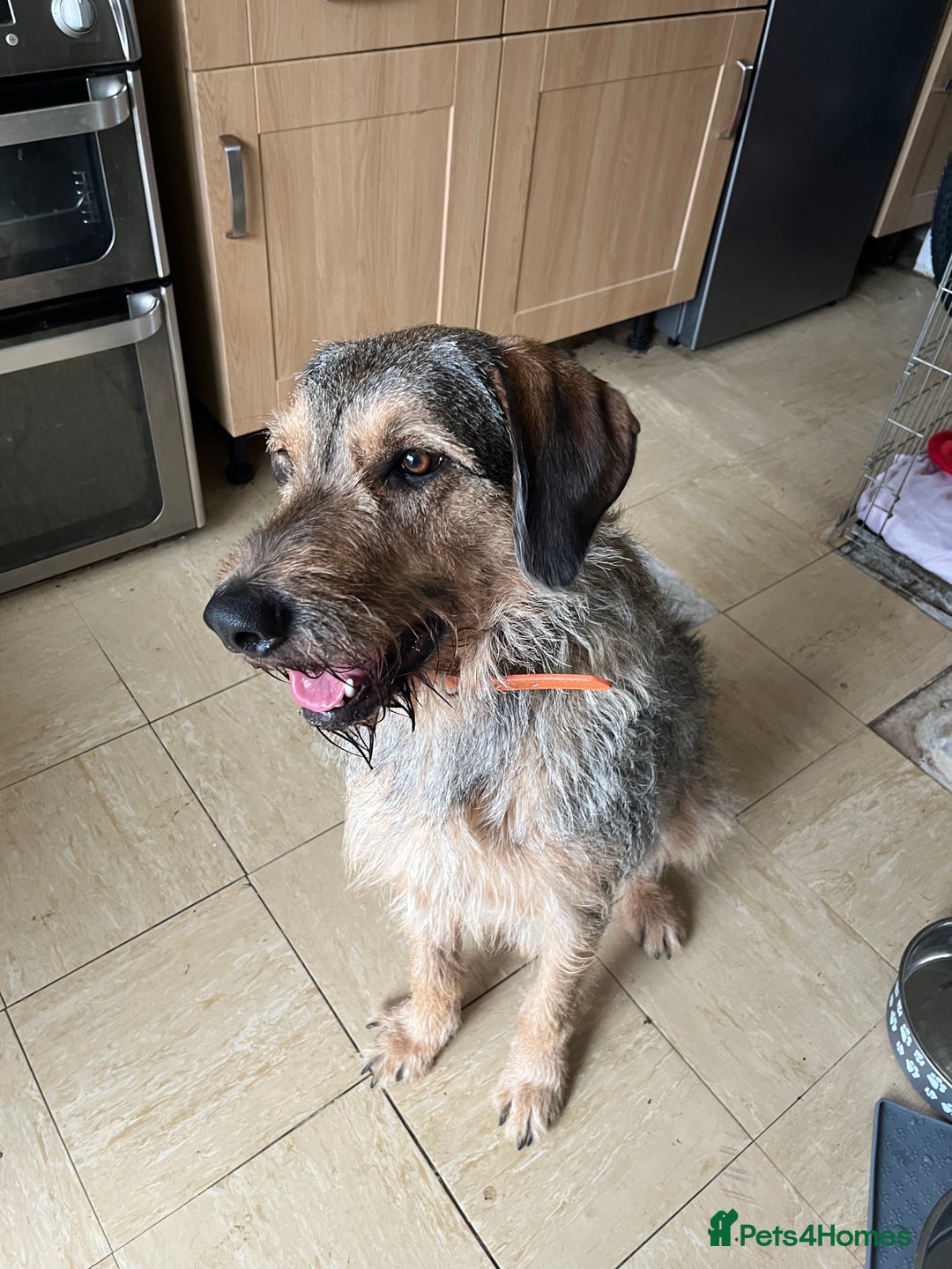 Mixed Breed dogs for sale: Looking for 5⭐️ home  - Image 4