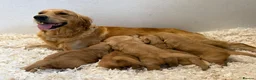 Golden Retriever dogs for sale: Fully Health Tested - KC Reg Golden Retrievers - Advert 16