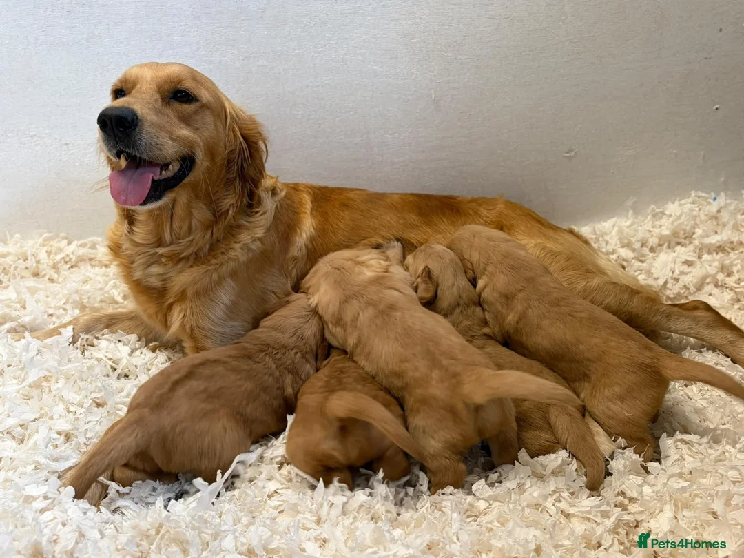 Golden Retriever dogs for sale: Fully Health Tested - KC Reg Golden Retrievers - Advert 16