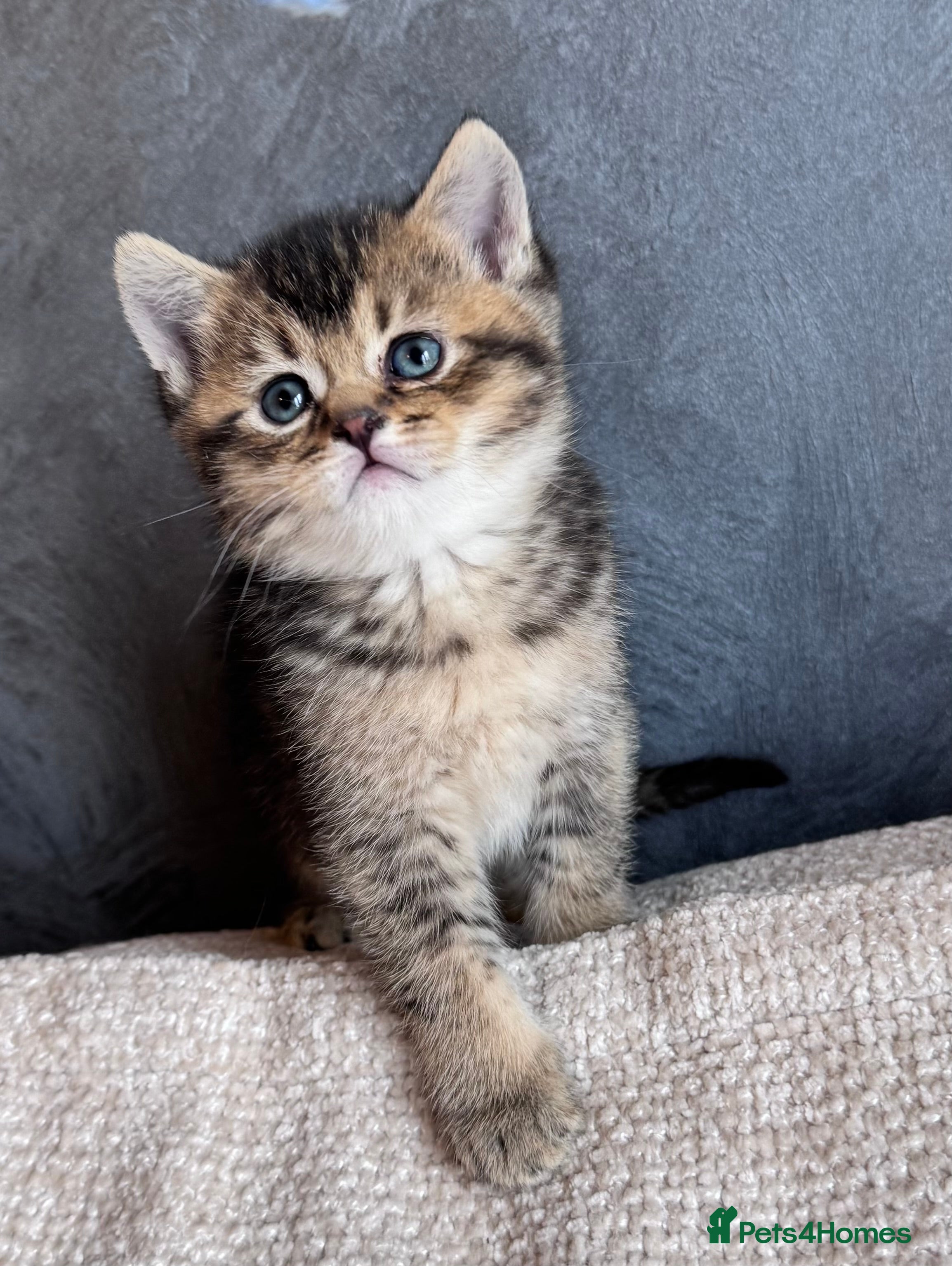 British Shorthair cats Beautiful British Shorthair Kittens  - Advert 4