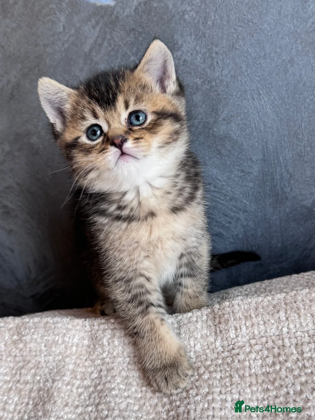 British Shorthair cats for sale: Beautiful British Shorthair Kittens  - Advert 1