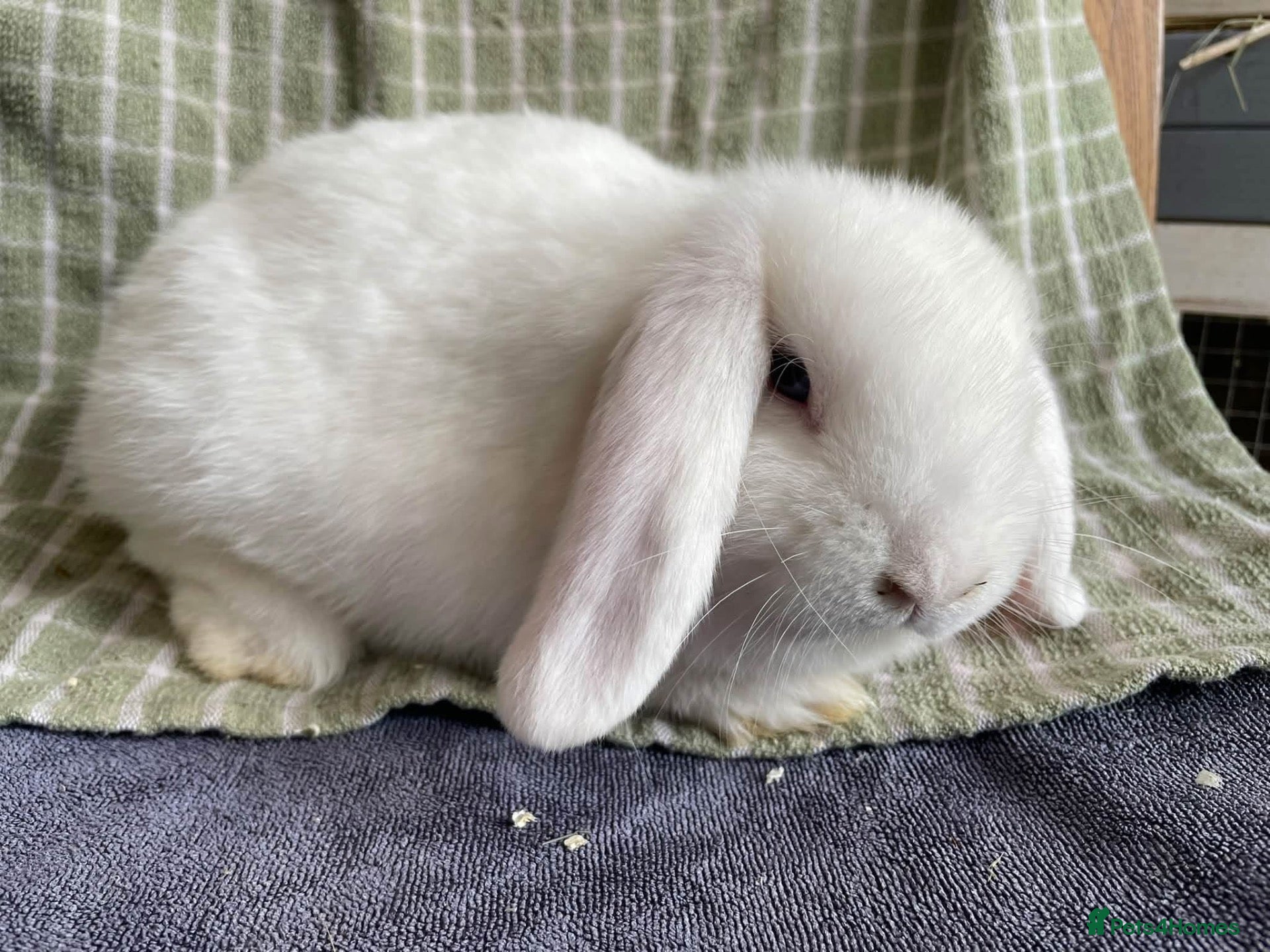 Mini Lop rabbits Mini lop doe for sale - Advert 1