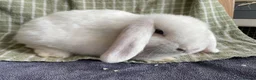 Mini Lop rabbits for sale: Mini lop doe for sale - Advert 1