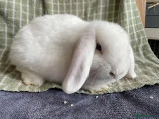 Mini Lop rabbits Mini lop doe for sale - Advert 1