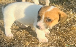 Jack Russell dogs for sale: jack Russel puppies  - Image 6