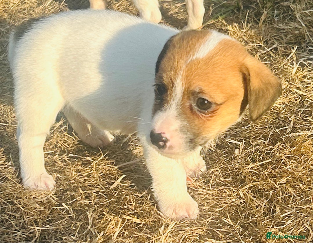 Jack Russell dogs for sale: jack Russel puppies  - Image 6
