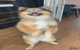 Pomsky dogs for stud: Gorgeous F2 Pomsky for stud - Image 5
