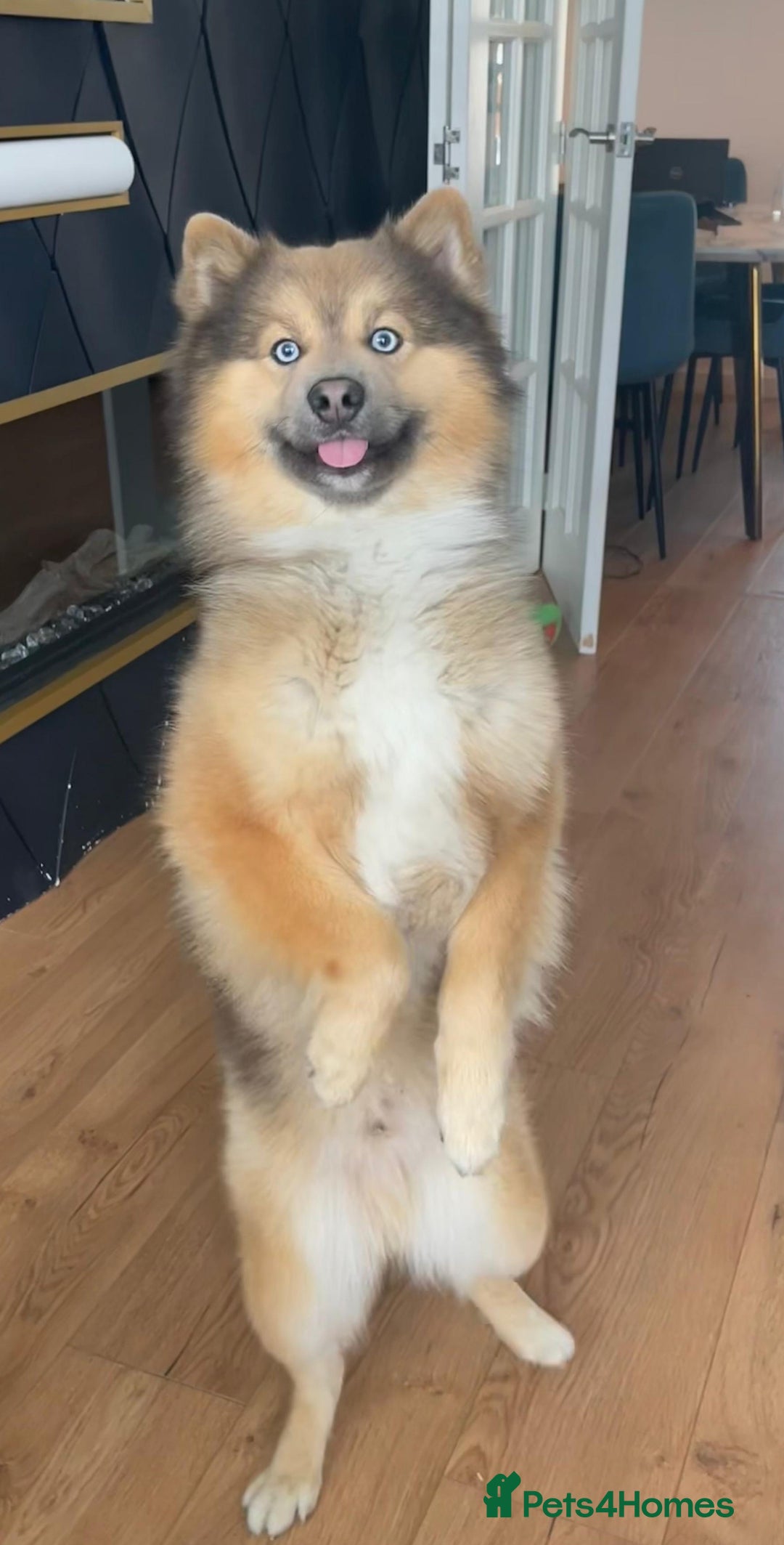 Pomsky dogs for stud: Gorgeous F2 Pomsky for stud - Image 5