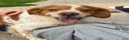 Brittany Spaniel dogs for adoption: Kiko, Brittany, aged 3 in Nottingham - Advert 8