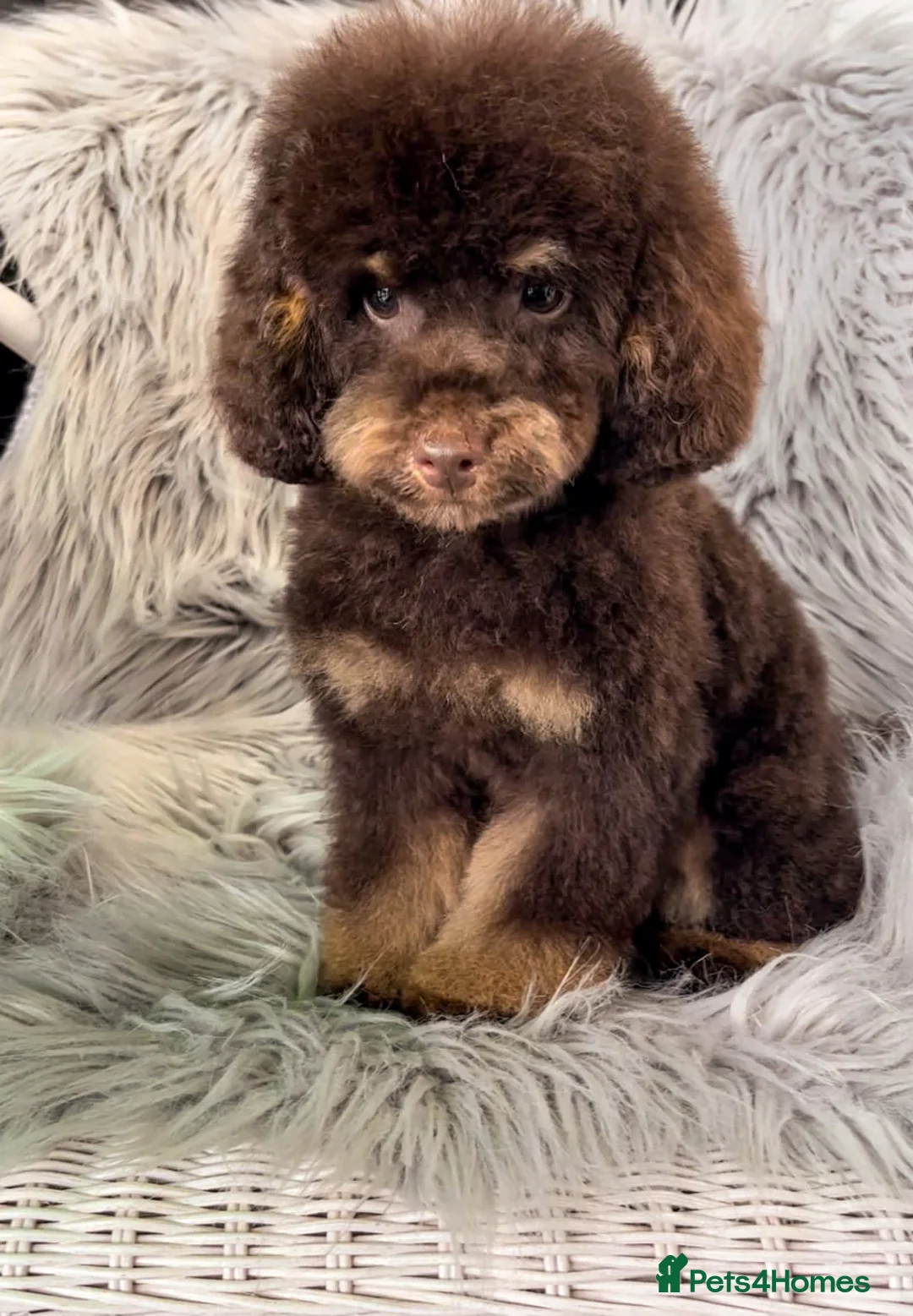 Toy Poodle dogs for stud: Stunning KC None fading Chocolate Phantom stud in Rickmansworth - Advert 3