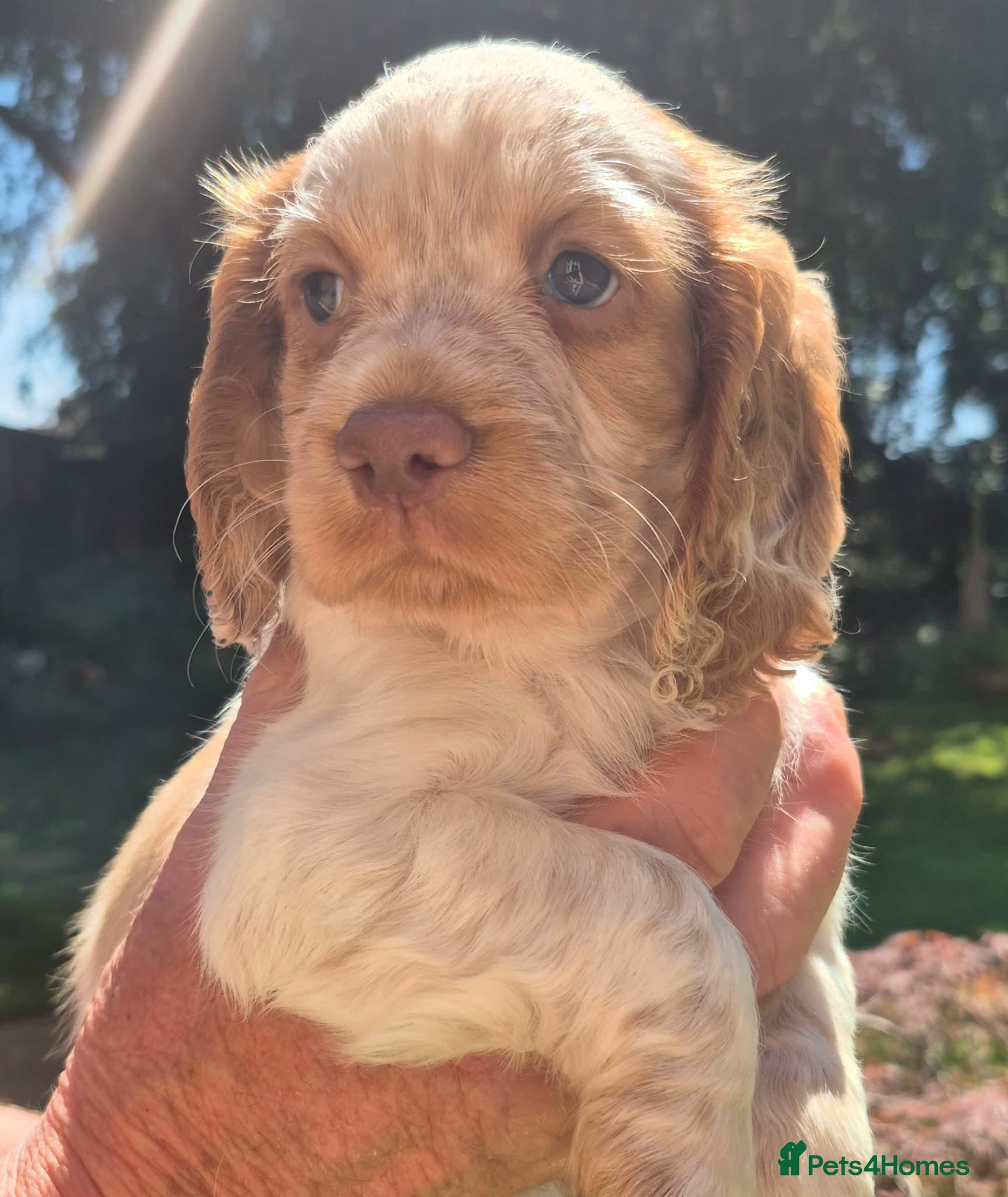 Cocker Spaniel dogs Quality litter of kc registered cocker spaniel  - Advert 1
