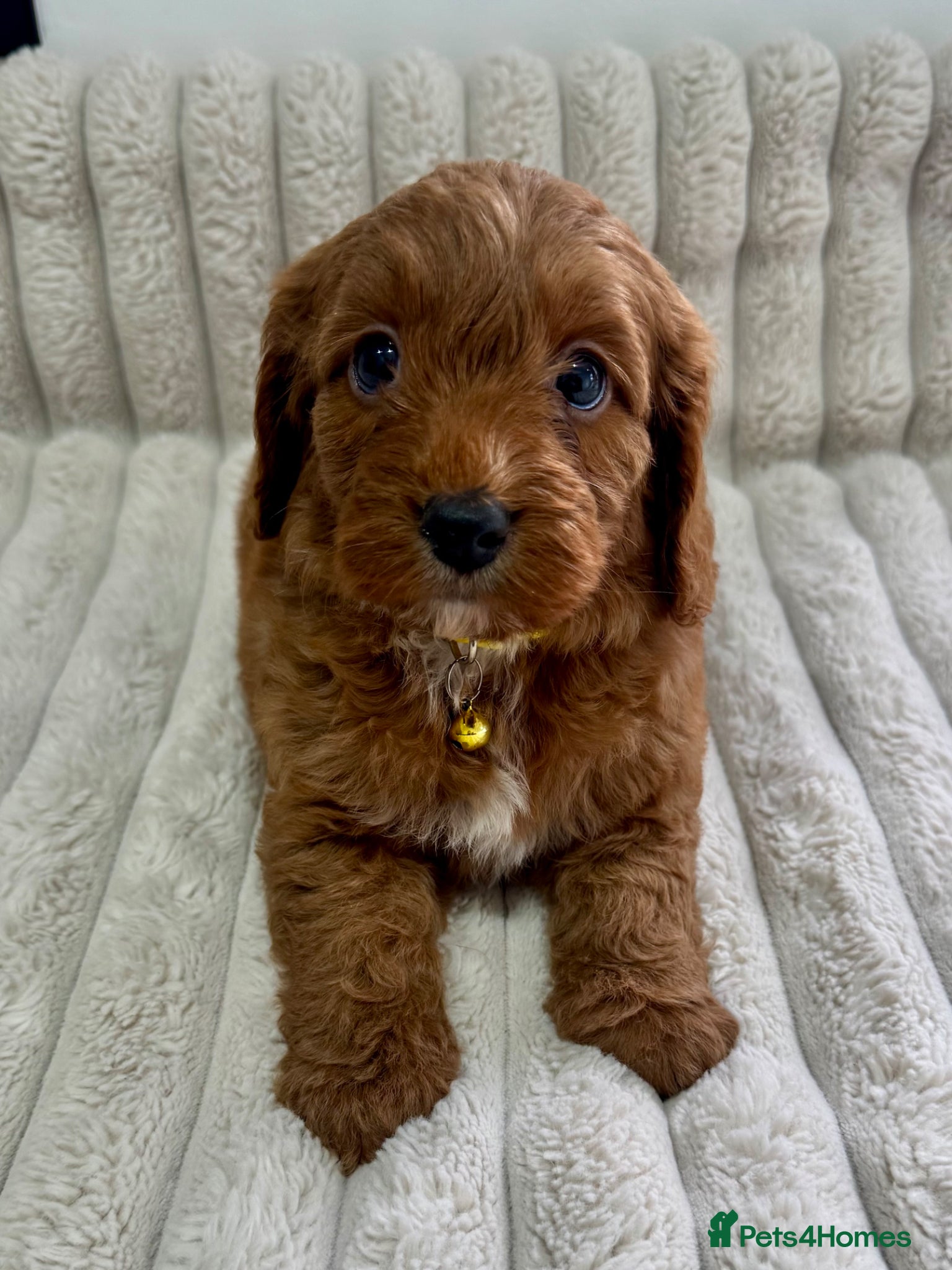 Cockapoo dogs for sale: Deep Red Cockapoo Puppies - Advert 1