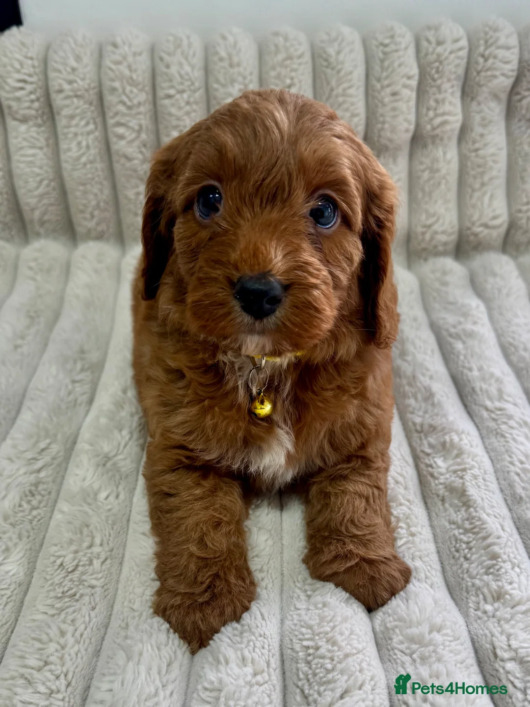 Cockapoo dogs for sale: Deep Red Cockapoo Puppies - Advert 1