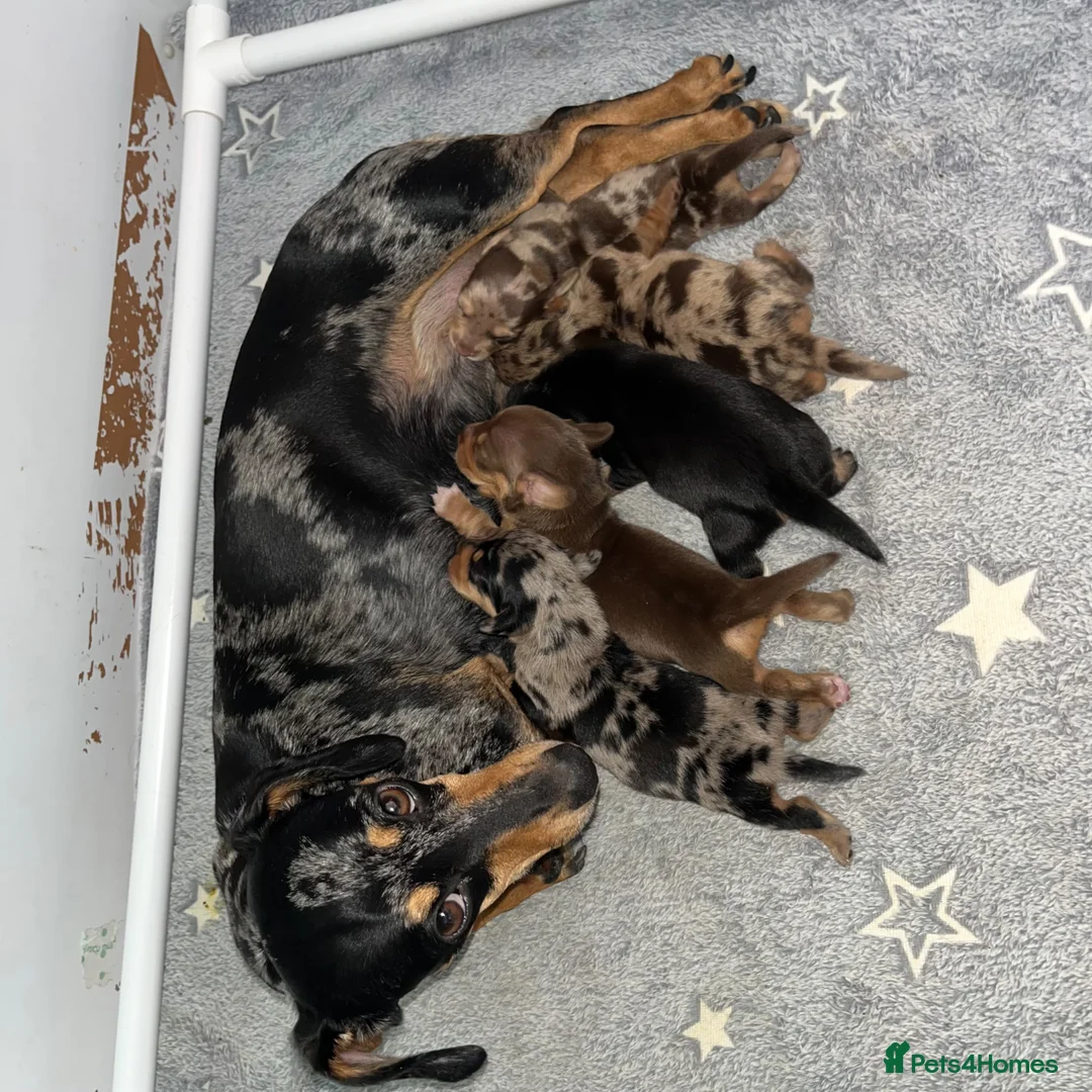 Miniature Dachshund dogs for sale: Miniature Dachshund Puppies - Advert 22