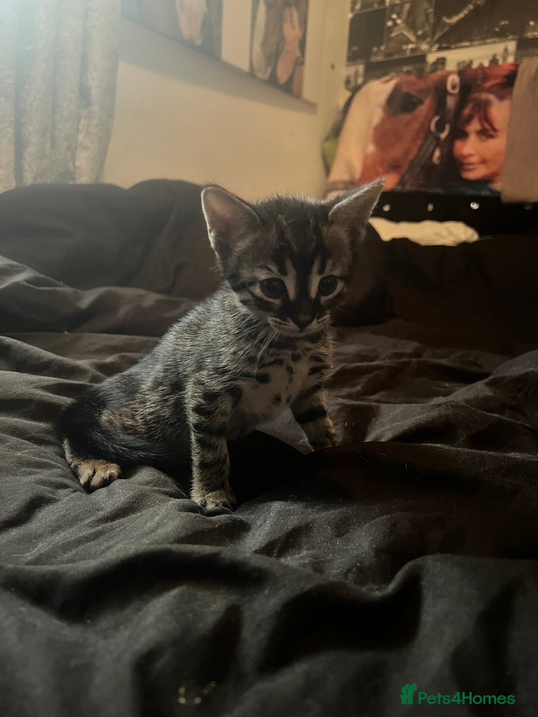 Bengal cats for sale: Half Bengal kittens 1 black majestic  - Advert 12