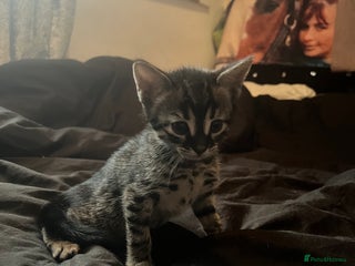 Bengal cats Half Bengal kittens 1 black majestic - Advert 14