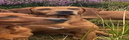 Labrador Retriever dogs for sale: Fox Red KC registered Labradors in Yarm - Advert 7