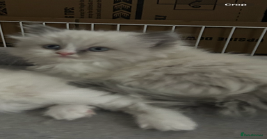 Persian cats - Advert 8