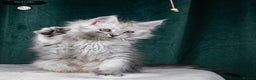 Maine Coon cats for sale: XL PEDIGREE TICA REGISTERED MAINE COON KITTENS - Advert 3