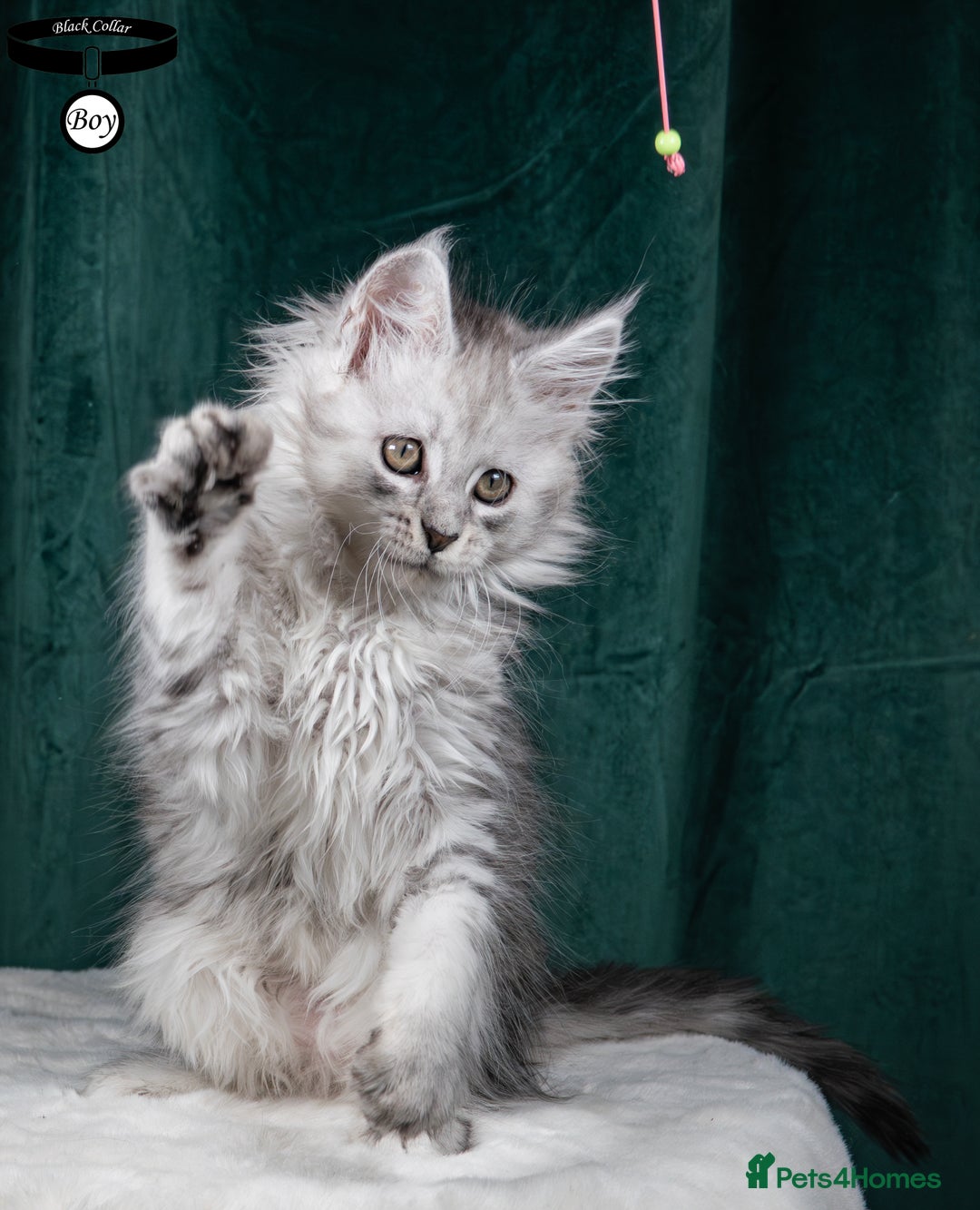 Maine Coon cats for sale: XL PEDIGREE TICA REGISTERED MAINE COON KITTENS - Advert 3