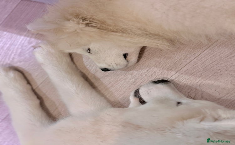 Samoyed dogs - Advert 1