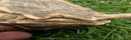 Tortoise reptiles for sale: 1x CB15 M and 1x CB19 F Indian Star Tortoise in Lincoln - Advert 8