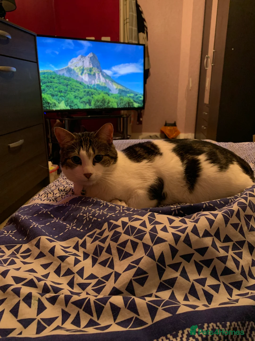 Domestic Shorthair cats for sale: Male domestic shorthair tabby cat  - Advert 2