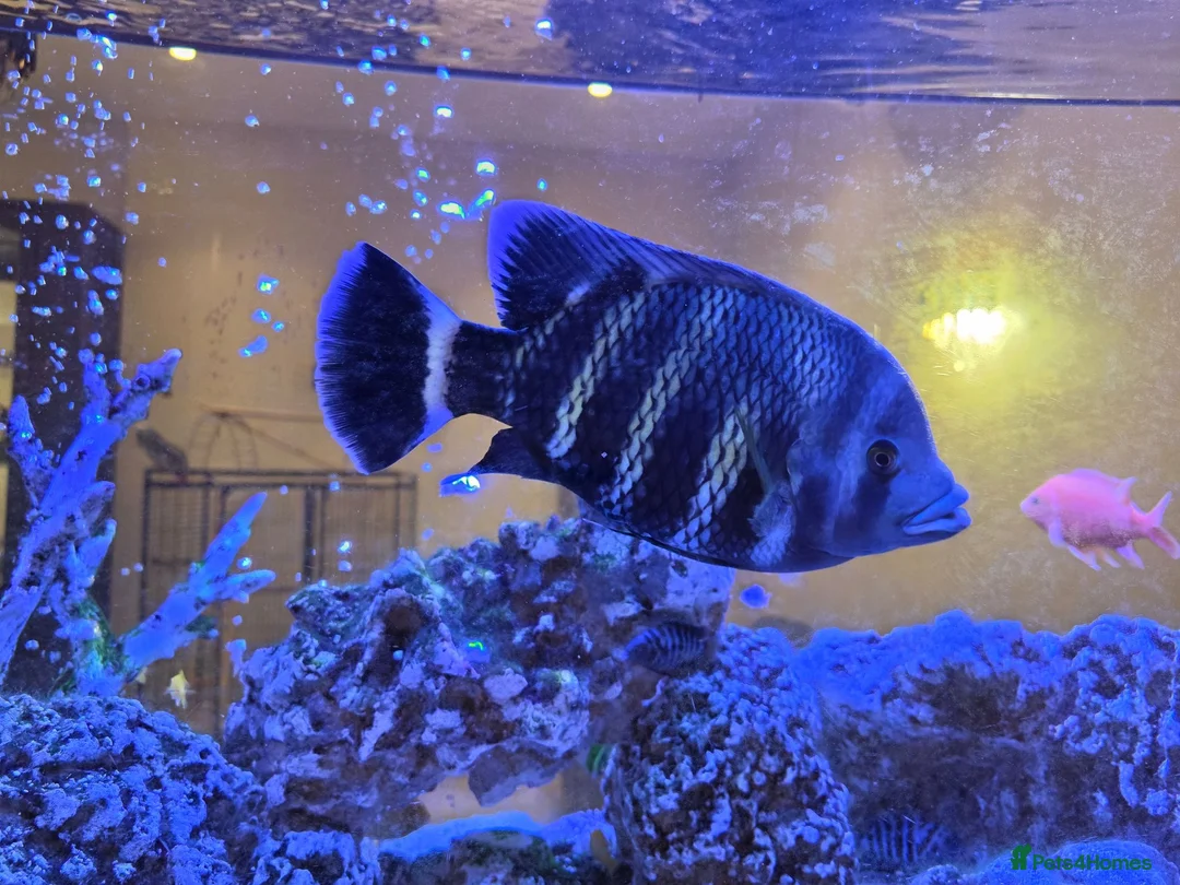 Cichlids fish for sale: Large Tilapia Cichlid - Advert 2