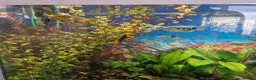 Swordtails fish for sale: Tropical fish for sale - Advert 2