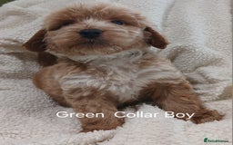 Cockapoo dogs for sale: Cockapoo  Puppies PRA UNAFFECTEDD  - Image 5