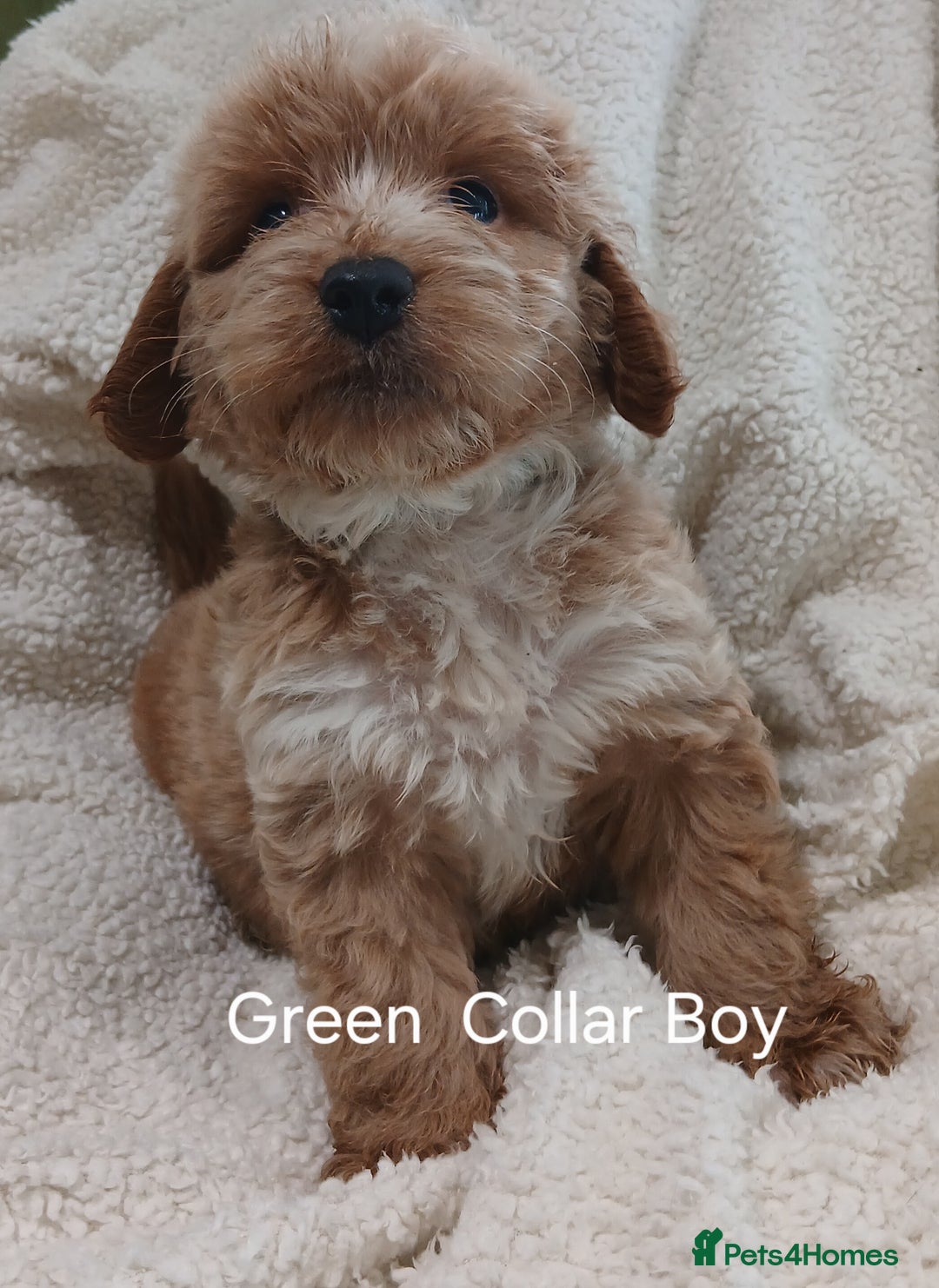 Cockapoo dogs for sale: Cockapoo  Puppies PRA UNAFFECTEDD  - Image 5