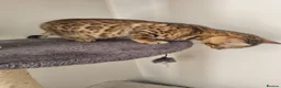Bengal cats for sale: Stunning snow and brown bengal kittens - Advert 4